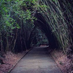 Footpath in forest