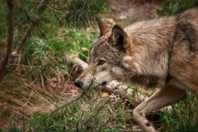 Close-up of wolf in forest