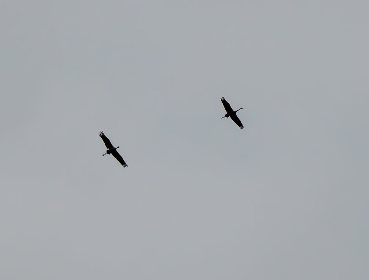 LOW ANGLE VIEW OF SILHOUETTE BIRD FLYING AGAINST SKY