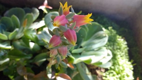 Close-up of pink flowers blooming outdoors