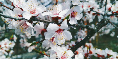 Close-up of cherry blossoms