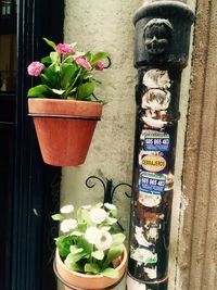 Close-up of potted plants