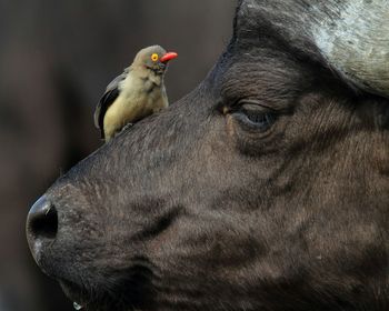 Close-up of bird sitting on buffalo