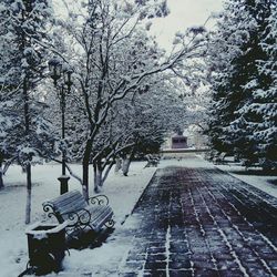 Trees along snow covered landscape