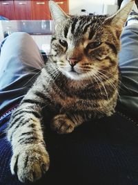 Cat resting on bed