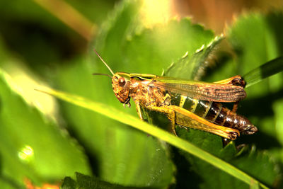 Close-up of insect on plant