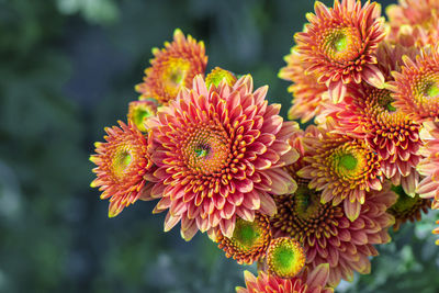 Close-up of red flowering plant