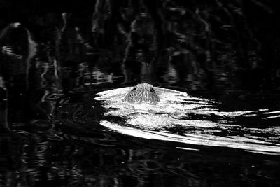 View of turtle swimming in lake