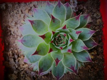 Close-up of plant