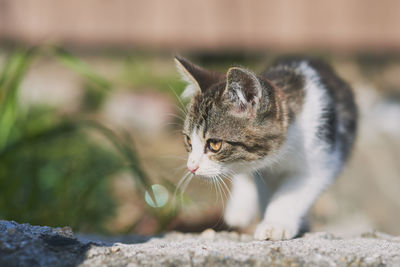 Close-up of a cat looking away