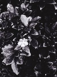 Close-up of plant