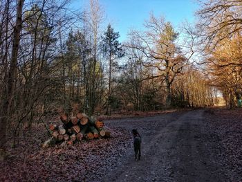 People walking on road amidst bare trees in forest