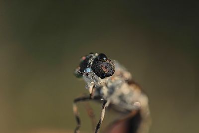 Close-up of spider