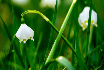 Close-up of white flowering plant on field