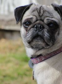 Close-up portrait of dog