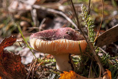 Close-up of mushroom growing on field