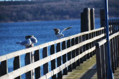 Seagulls perching on railing by sea