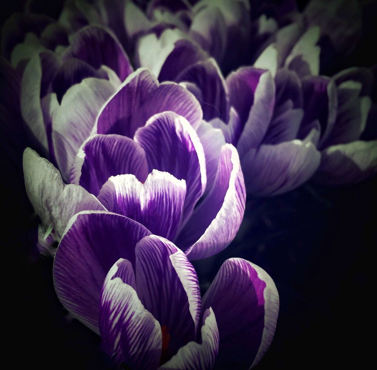 flower, petal, fragility, freshness, growth, beauty in nature, flower head, purple, close-up, plant, nature, black background, blooming, studio shot, leaf, focus on foreground, night, no people, in bloom, blossom