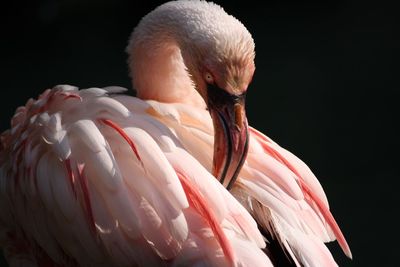 Close-up of pelican on black background