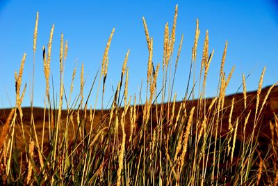 Grass on blue sky background.