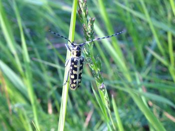 Close-up of insect on grass