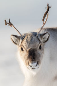 Close-up of deer