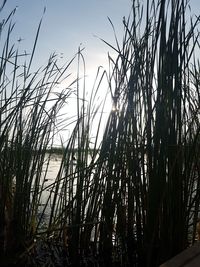 Scenic view of grass against sky