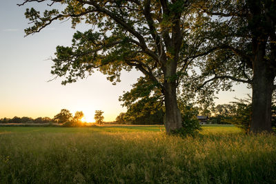 Trees on field against sky during sunset