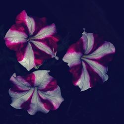 Close-up of flowers in black background