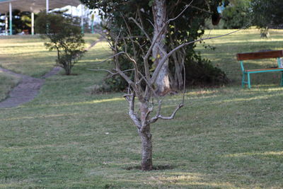 Bare tree on field in park