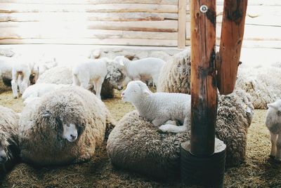 Sheep in field
