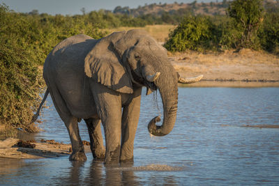 African elephant standing at waterhole