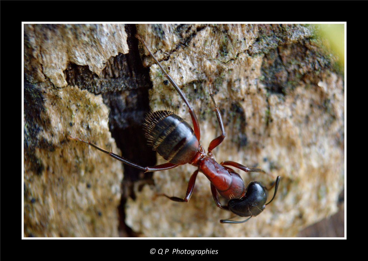 CLOSE-UP OF INSECT ON WHITE SURFACE