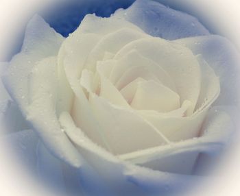 Close-up of white rose