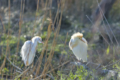 Birds perching on a land