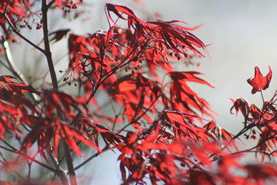 Close-up of red flowers