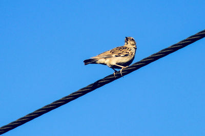 Low angle view of bird perching on cable against clear blue sky