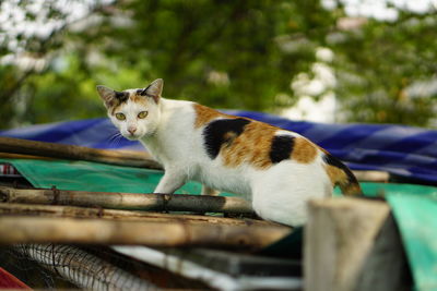 Portrait of cat