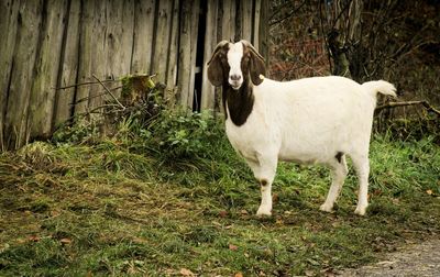 Horse standing in farm