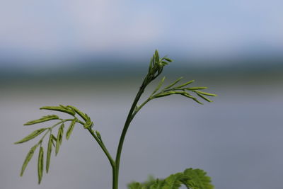 Close-up of plant against sky