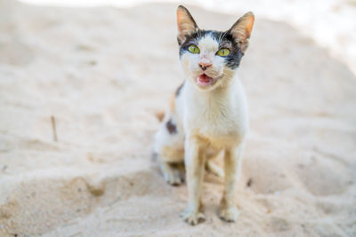 A stray cat on a trip to bali