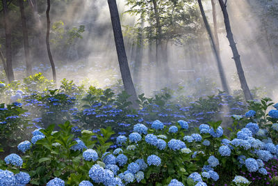 View of trees in forest