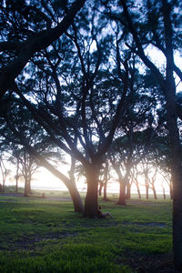 Silhouette trees on field against sky