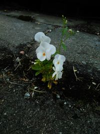 High angle view of white flowers blooming outdoors