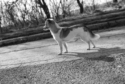 Side view of dog standing against trees