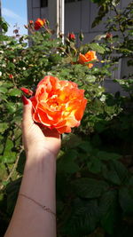 Close-up of hand holding orange rose flower