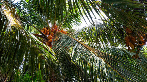 Low angle view of palm tree leaves