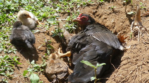 High angle view of chicken family laying on ground 