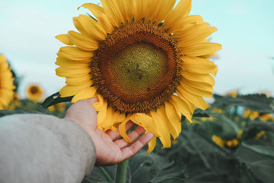 Close-up of hand holding sunflower