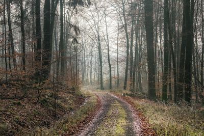 Road amidst trees in forest
